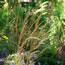 Calamagrostis acutifolia Overdam